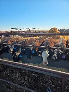 Replacement Heifers, Black Angus & cross.