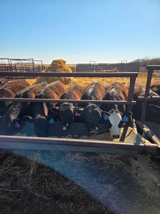Replacement Heifers, Black Angus & cross. - Photo 2