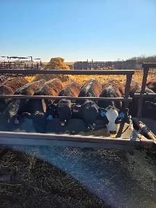 Replacement Heifers, Black Angus & cross. - Photo 2
