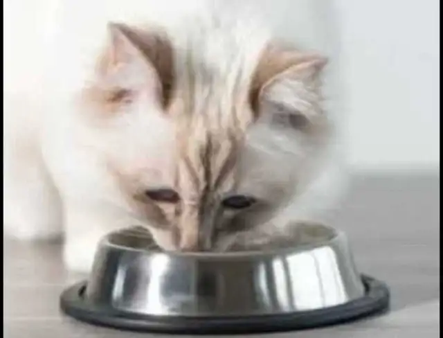 GAMELLE EN ACIER INOXYDABLE À ALIMENTATION OU EAU LENTE.$20. - Photo 3