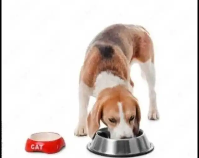 GAMELLE EN ACIER INOXYDABLE À ALIMENTATION OU EAU LENTE.$20. - Photo 5