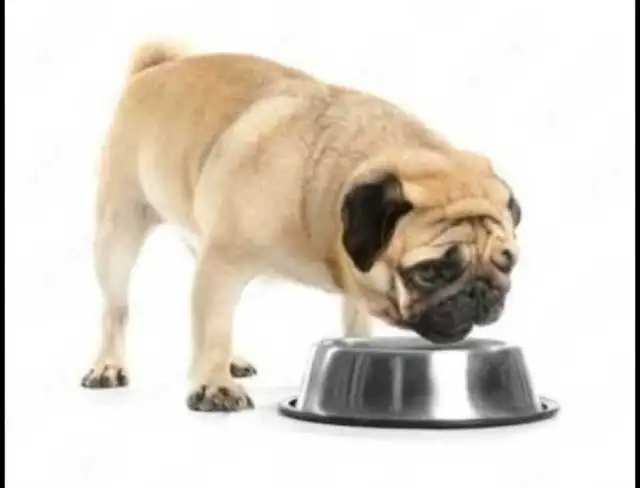 GAMELLE EN ACIER INOXYDABLE À ALIMENTATION OU EAU LENTE.$20. - Photo 6