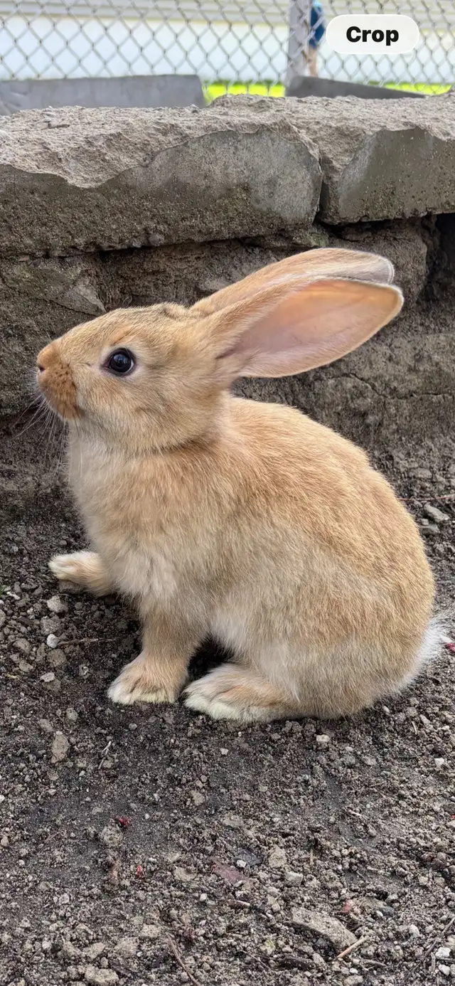 Flemish Giant Babies