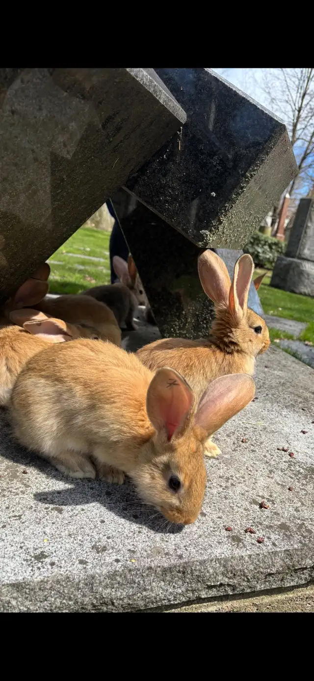 Flemish Giant Babies - Photo 2