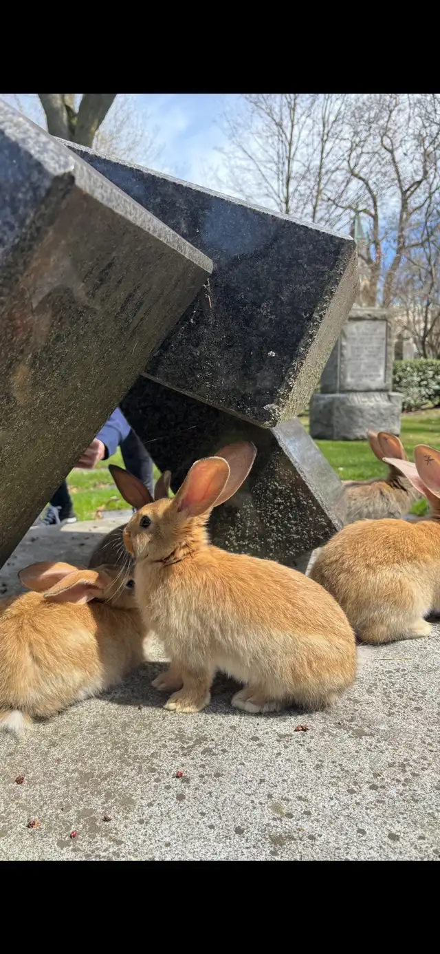 Flemish Giant Babies - Photo 3