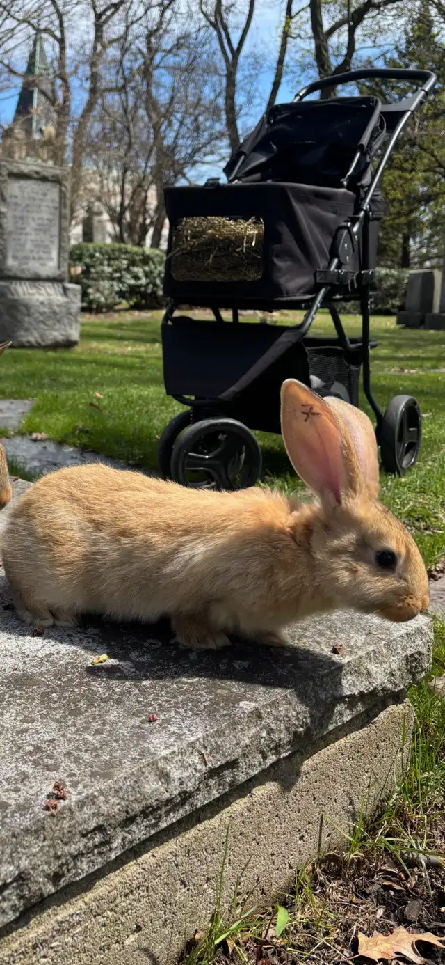 Flemish Giant Babies - Photo 4