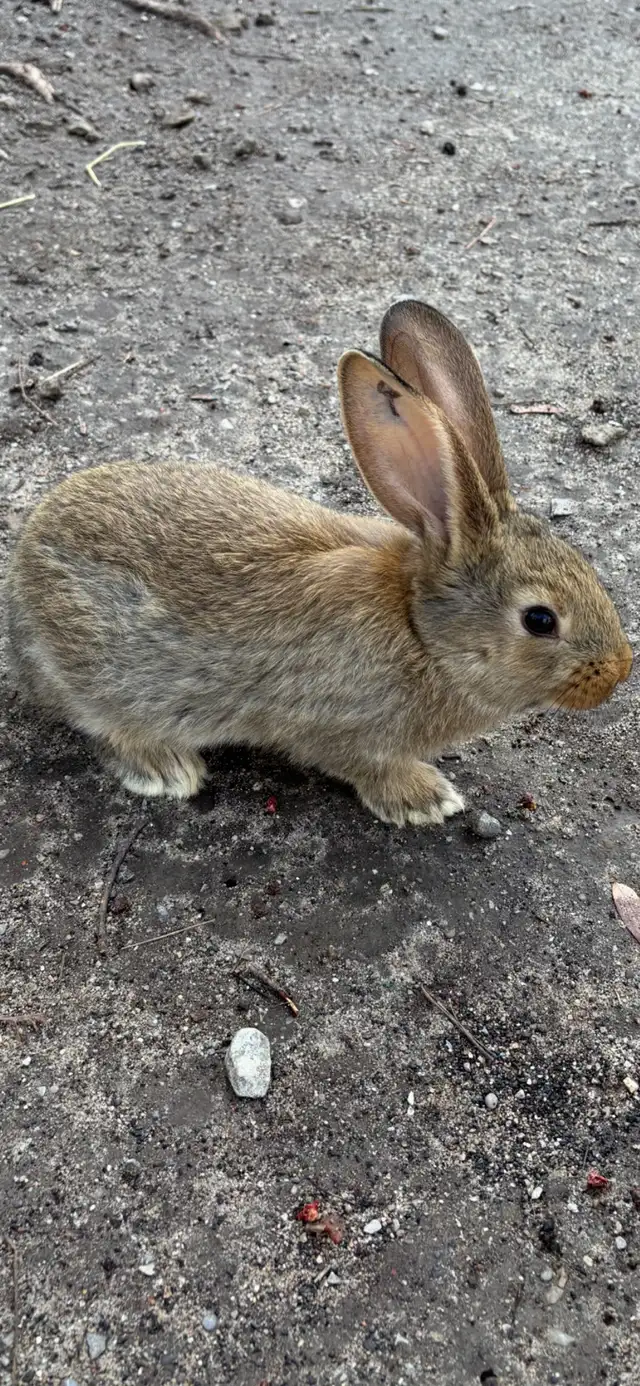 Flemish Giant Babies - Photo 5