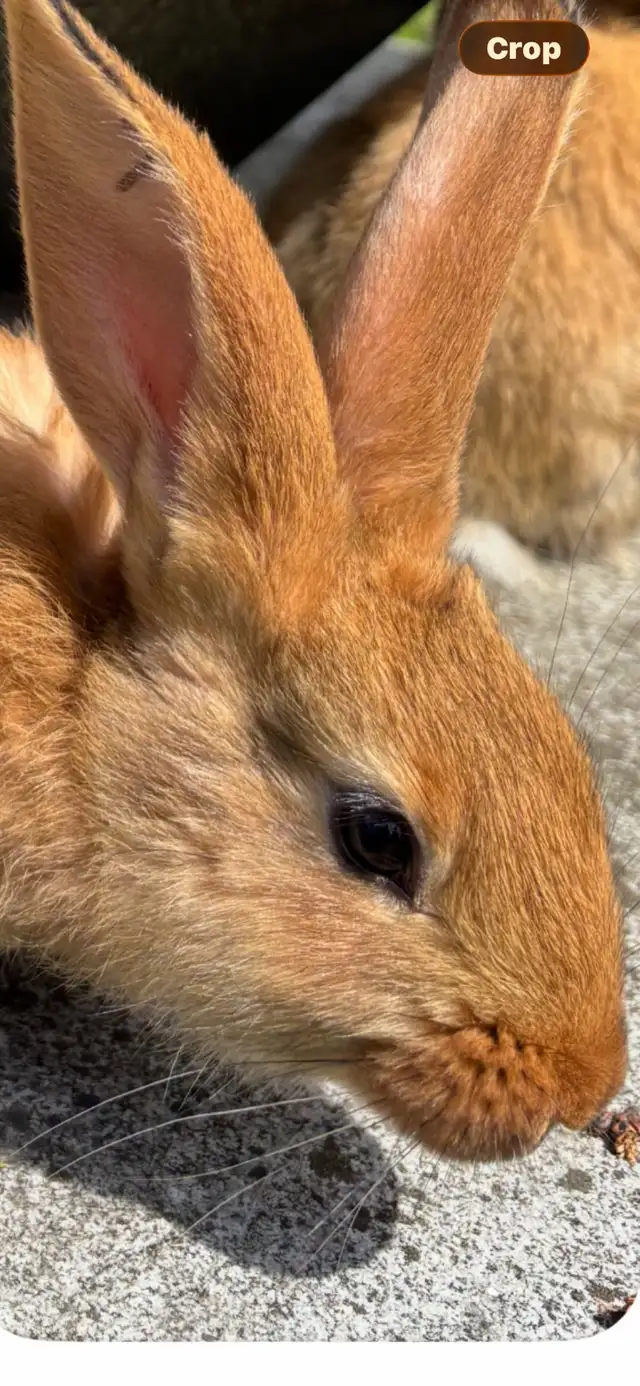 Flemish Giant Babies - Photo 6