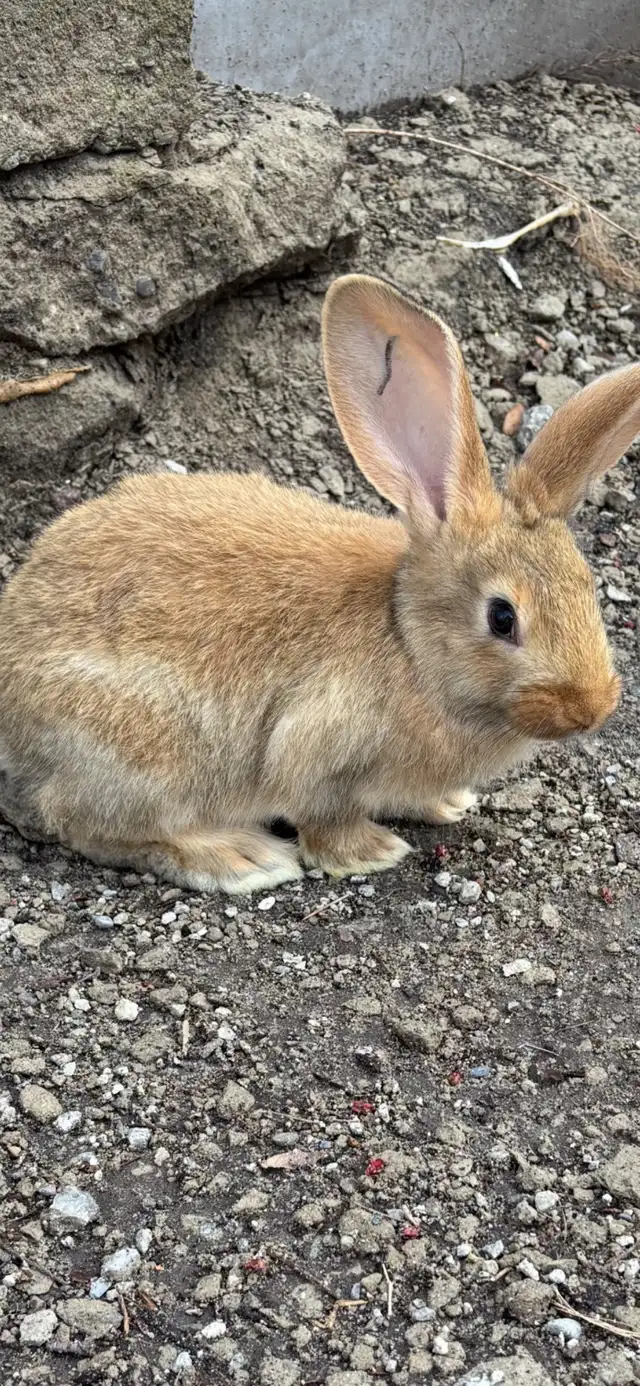 Flemish Giant Babies - Photo 7