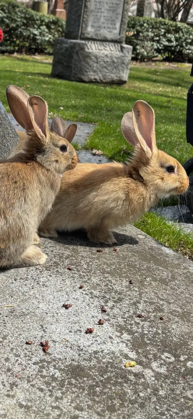 Flemish Giant Babies - Photo 8