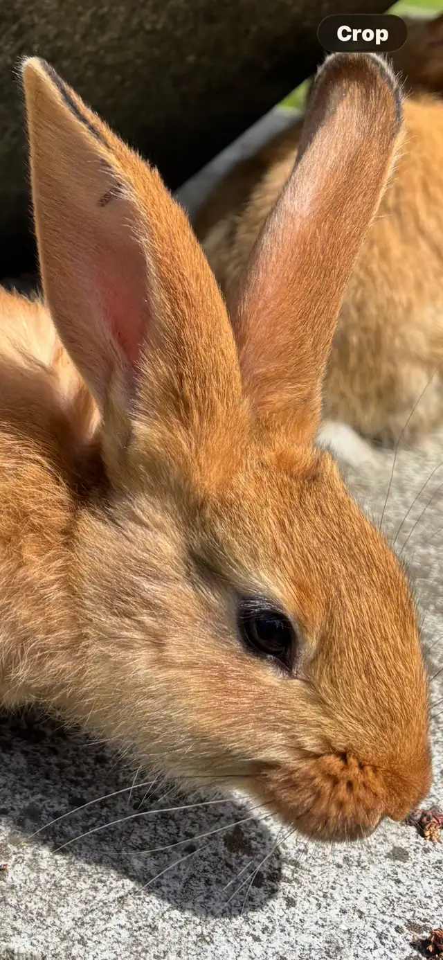 Flemish Giant Babies - Photo 9