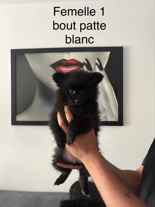 superbes petit Pomeranien 2 mâles et 2 femelles