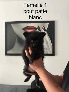 superbes petit Pomeranien 2 mâles et 2 femelles