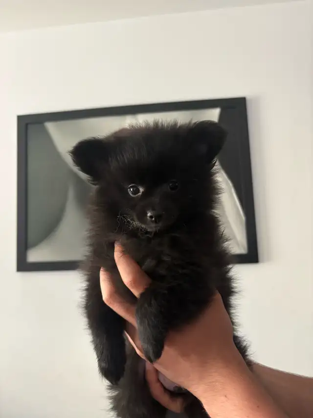 superbes petit Pomeranien 2 mâles et 2 femelles - Photo 2