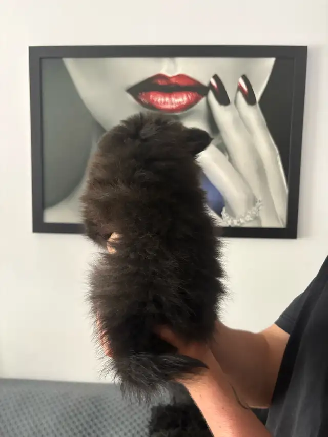 superbes petit Pomeranien 2 mâles et 2 femelles - Photo 3