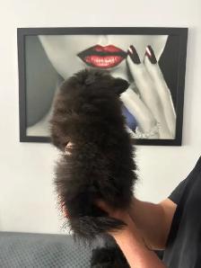 superbes petit Pomeranien 2 mâles et 2 femelles - Photo 3