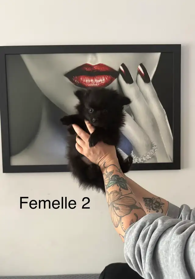 superbes petit Pomeranien 2 mâles et 2 femelles - Photo 4