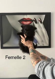 superbes petit Pomeranien 2 mâles et 2 femelles - Photo 4
