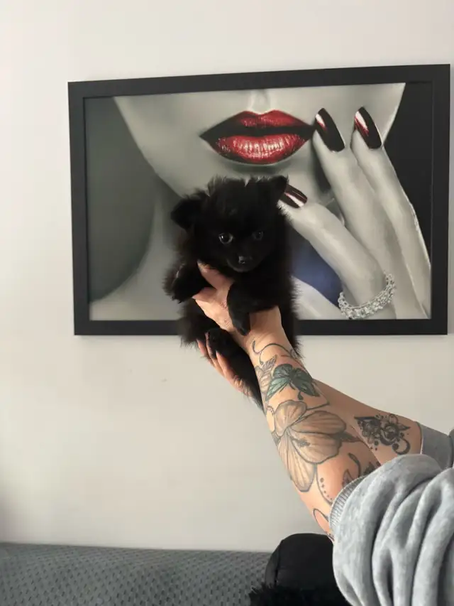 superbes petit Pomeranien 2 mâles et 2 femelles - Photo 5