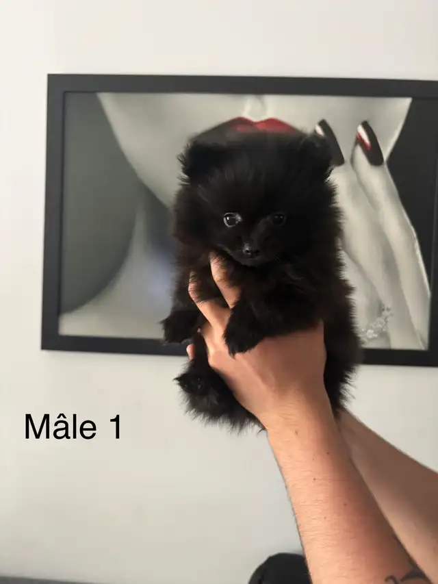 superbes petit Pomeranien 2 mâles et 2 femelles - Photo 7