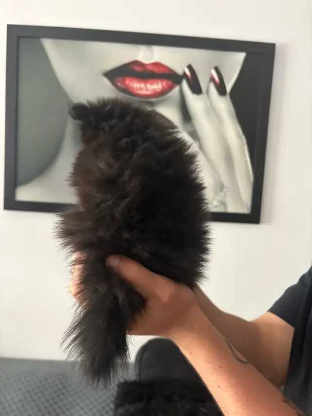 superbes petit Pomeranien 2 mâles et 2 femelles - Photo 8