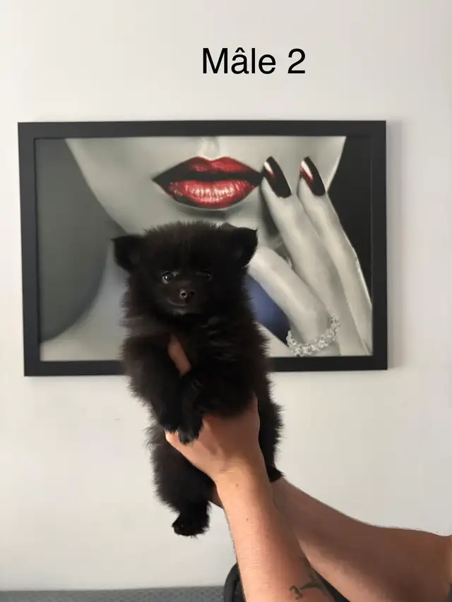 superbes petit Pomeranien 2 mâles et 2 femelles - Photo 9