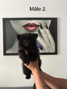 superbes petit Pomeranien 2 mâles et 2 femelles - Photo 9