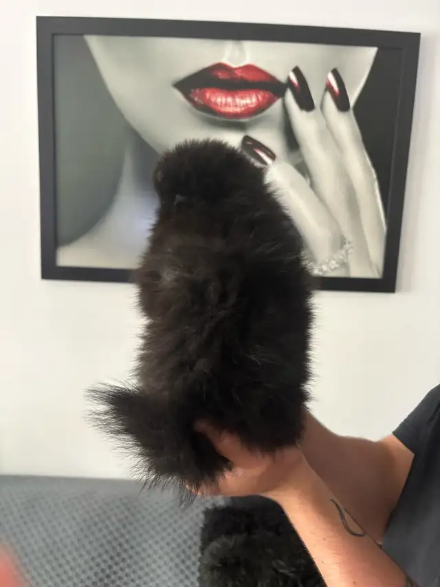 superbes petit Pomeranien 2 mâles et 2 femelles - Photo 10