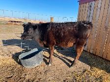 Jersey/Angus Steer Calf - COMING TO Edmonton MAY 1