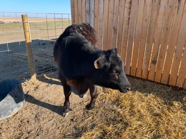 Jersey/Angus Steer Calf - COMING TO Edmonton MAY 1 - Photo 2
