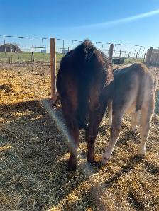 Jersey/Angus Steer Calf - COMING TO Edmonton MAY 1 - Photo 6