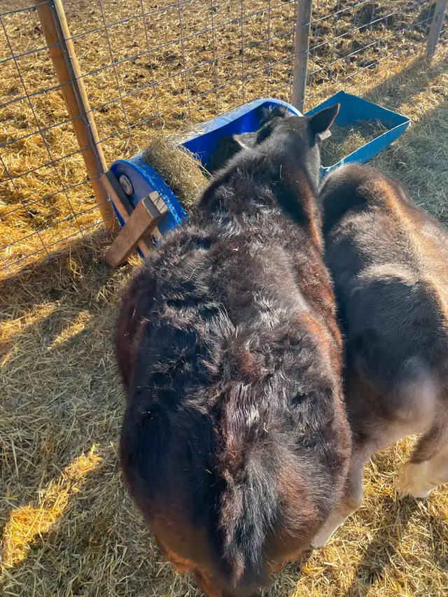 Jersey/Angus Steer Calf - COMING TO Edmonton MAY 1 - Photo 7