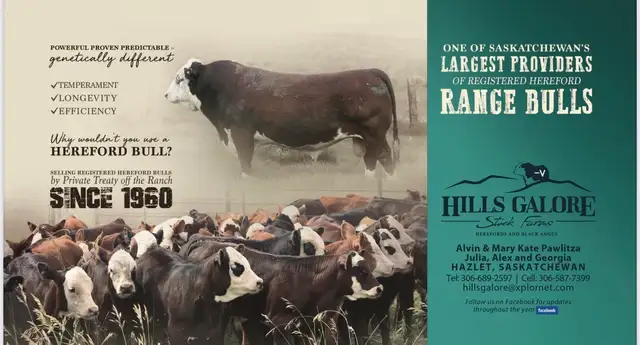 Registered Hereford Bulls
