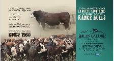Registered Hereford Bulls