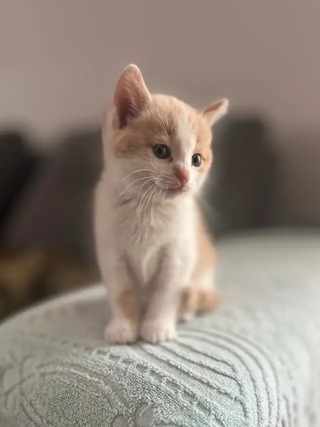 Chaton mâle de 2 mois à vendre. Très beau!