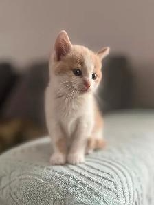 Chaton mâle de 2 mois à vendre. Très beau!