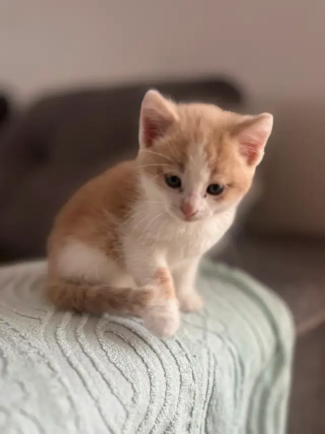 Chaton mâle de 2 mois à vendre. Très beau! - Photo 2