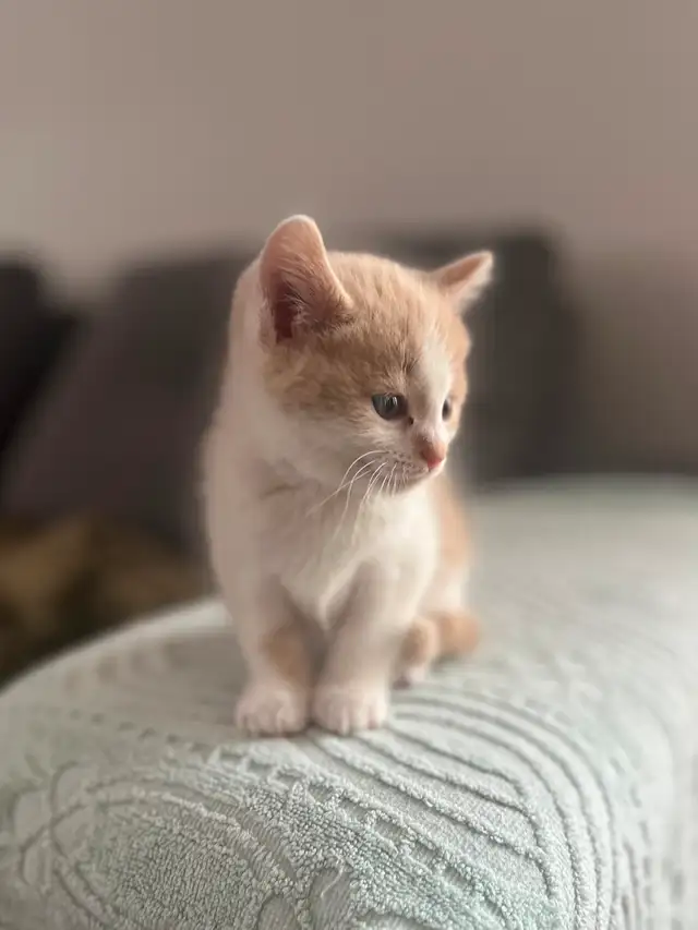 Chaton mâle de 2 mois à vendre. Très beau! - Photo 3