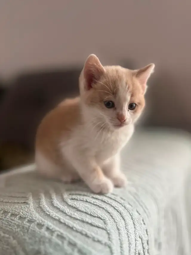 Chaton mâle de 2 mois à vendre. Très beau! - Photo 4