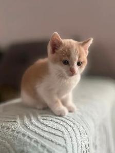 Chaton mâle de 2 mois à vendre. Très beau! - Photo 4