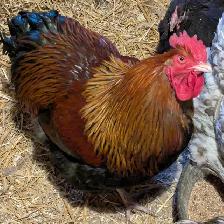 Purebred Partridge Orpington Rooster