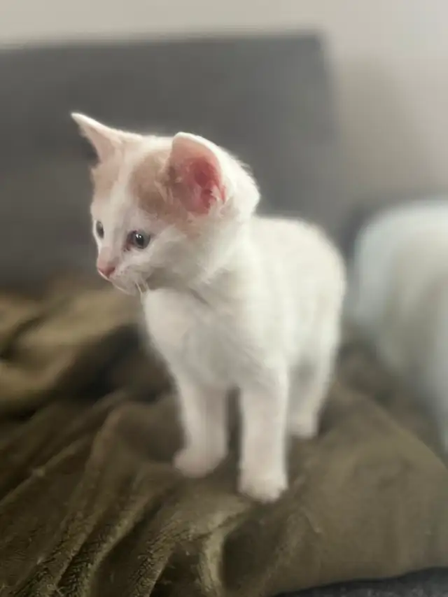 Chaton à vendre de 2 mois, mâle. Très affectuex! - Photo 2