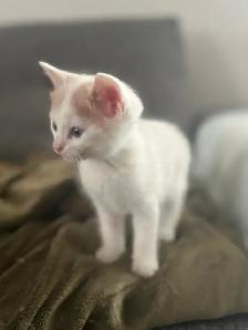 Chaton à vendre de 2 mois, mâle. Très affectuex! - Photo 2