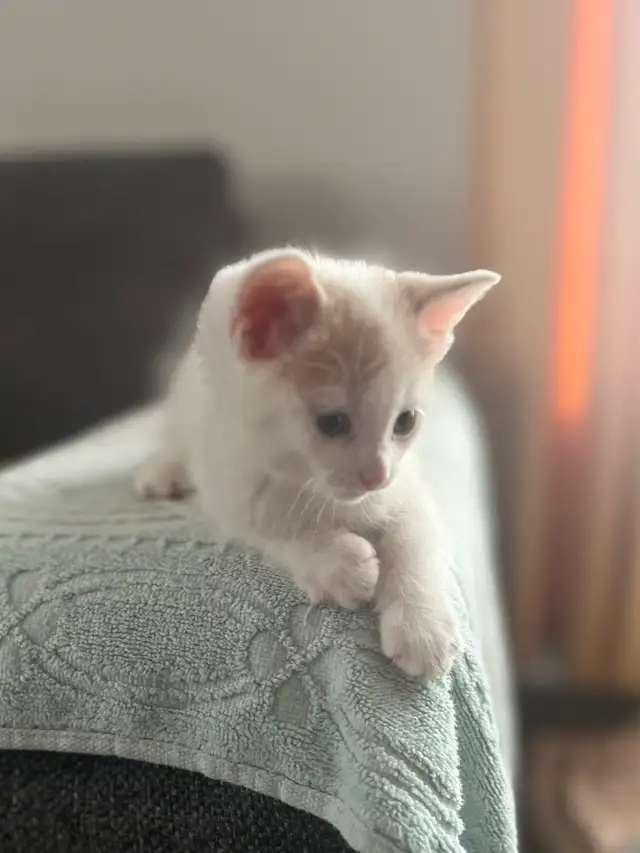 Chaton à vendre de 2 mois, mâle. Très affectuex! - Photo 4