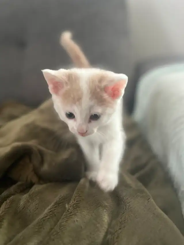 Chaton à vendre de 2 mois, mâle. Très affectuex! - Photo 5