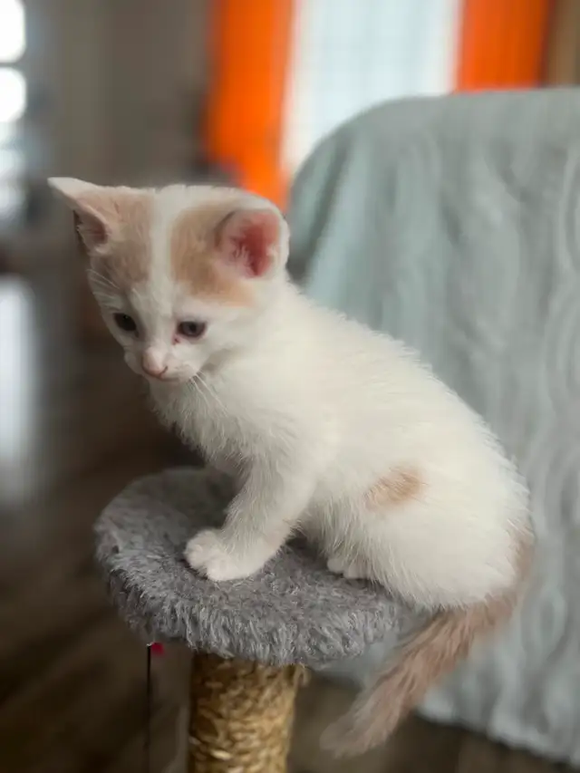 Chaton à vendre de 2 mois, mâle. Très affectuex! - Photo 6