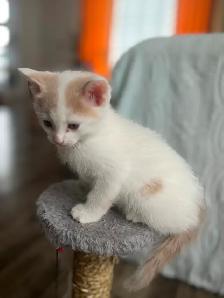 Chaton à vendre de 2 mois, mâle. Très affectuex! - Photo 6