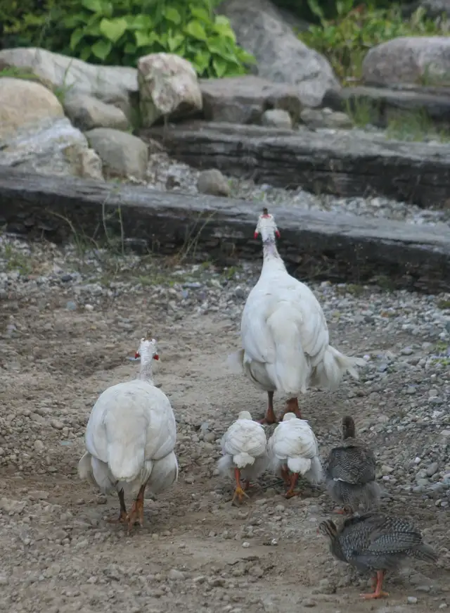 Guinea chicks coming soon- Order now