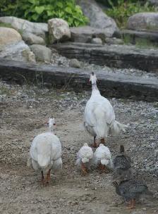 Guinea chicks coming soon- Order now