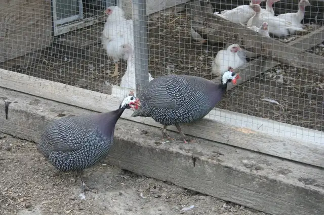 Guinea chicks coming soon- Order now - Photo 2